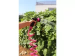 Manguera espiral 15 metros fucsia - COLORS15 PINK - Imagen 4