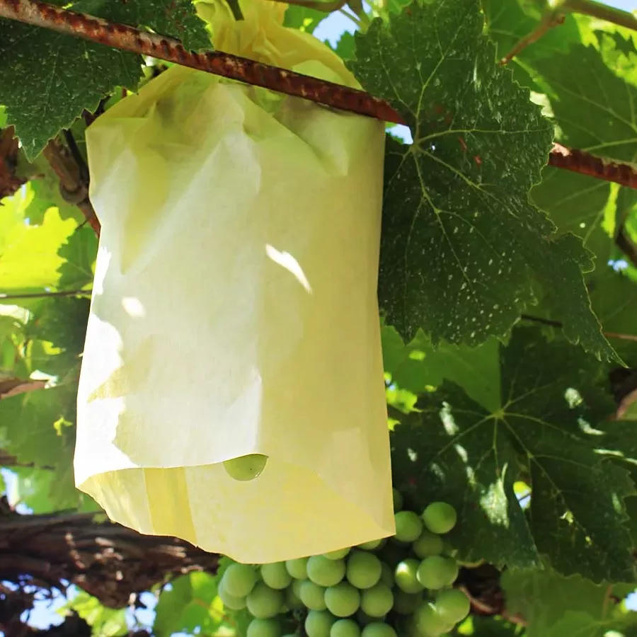 bolsa de proteccion uva