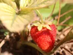 Kit de cultivo con semillas de fresa - GROW ME KITCHEN FRESAS 4 ESTACIONES - Imagen 2