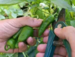 Sobre de semillas de pimiento de padrón (1 ud) - PIMIENTO PADRÓN - Imagen 2