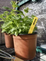 Etiquetas de plástico amarillas (45u) - NAME ME - Imagen 2