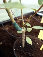 Venda autoadherente 4,5 metros - STICKY TIE - Imagen 2