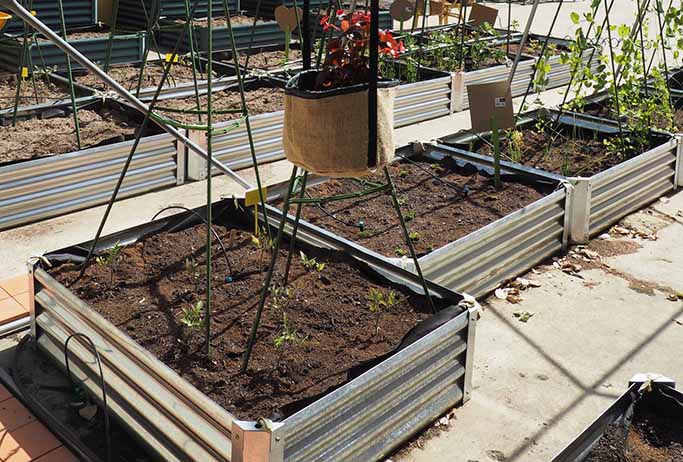 Kit de cultivo con semillas de albahaca – GROW ME KITCHEN ALBAHACA