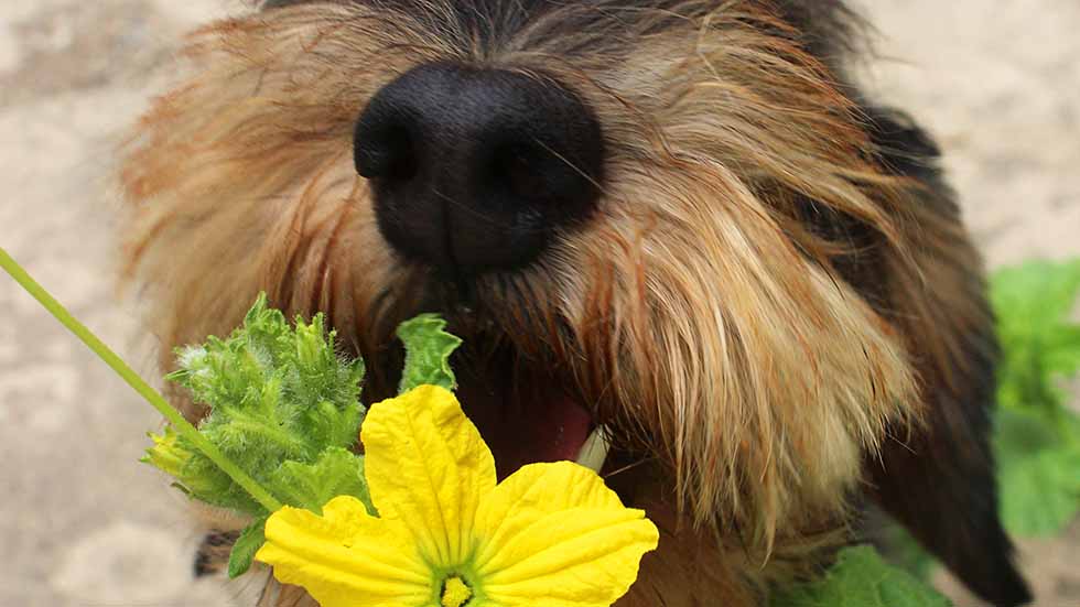 Las 10 plantas más tóxicas para tu perro: Síntomas