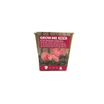 kit de cultivo tomate rosado