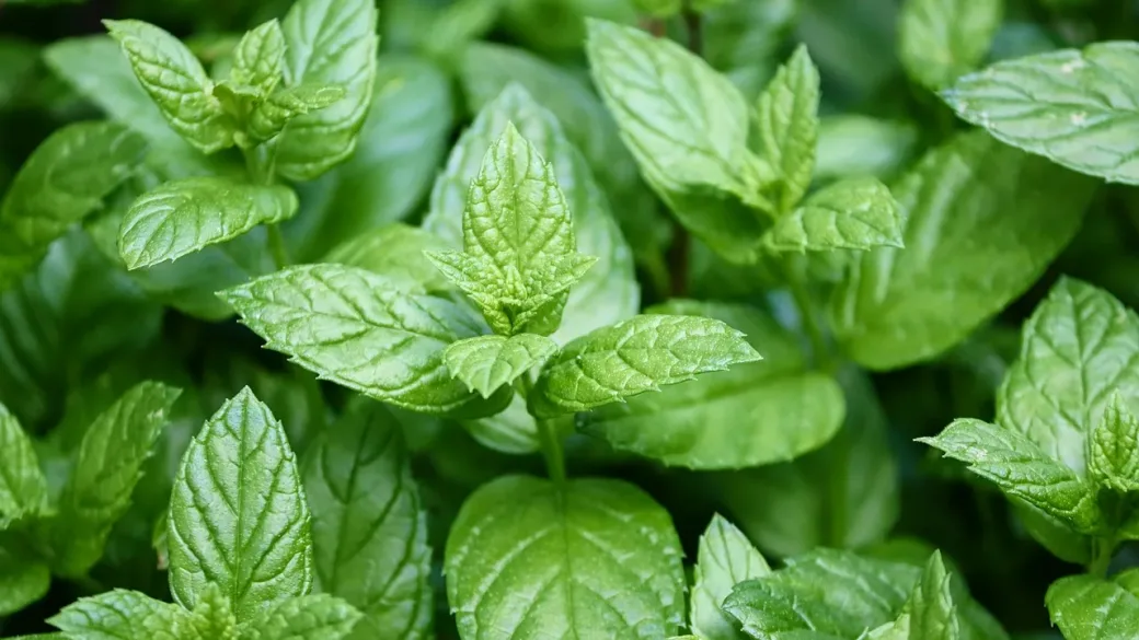 7 plantas efectivas para repeler pulgones en tu huerto de manera natural