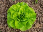 Kit de cultivo con semillas de lechuga trocadero - GROW ME PATIO LECHUGA TROCADERO - Imagen 2