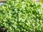Kit de cultivo con semillas de cilantro - GROW ME CILANTRO - Imagen 2