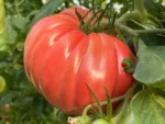 Kit de cultivo con semillas de tomate rosado- GROW ME KITCHEN TOMATE ROSADO - Imagen 2