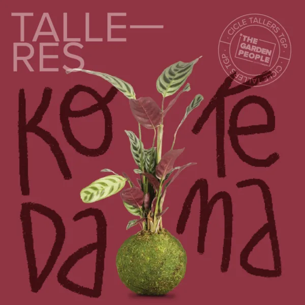 TALLER DE KOKEDAMA BARCELONA – 08/03