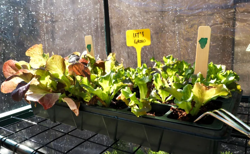 que plantar en febrero