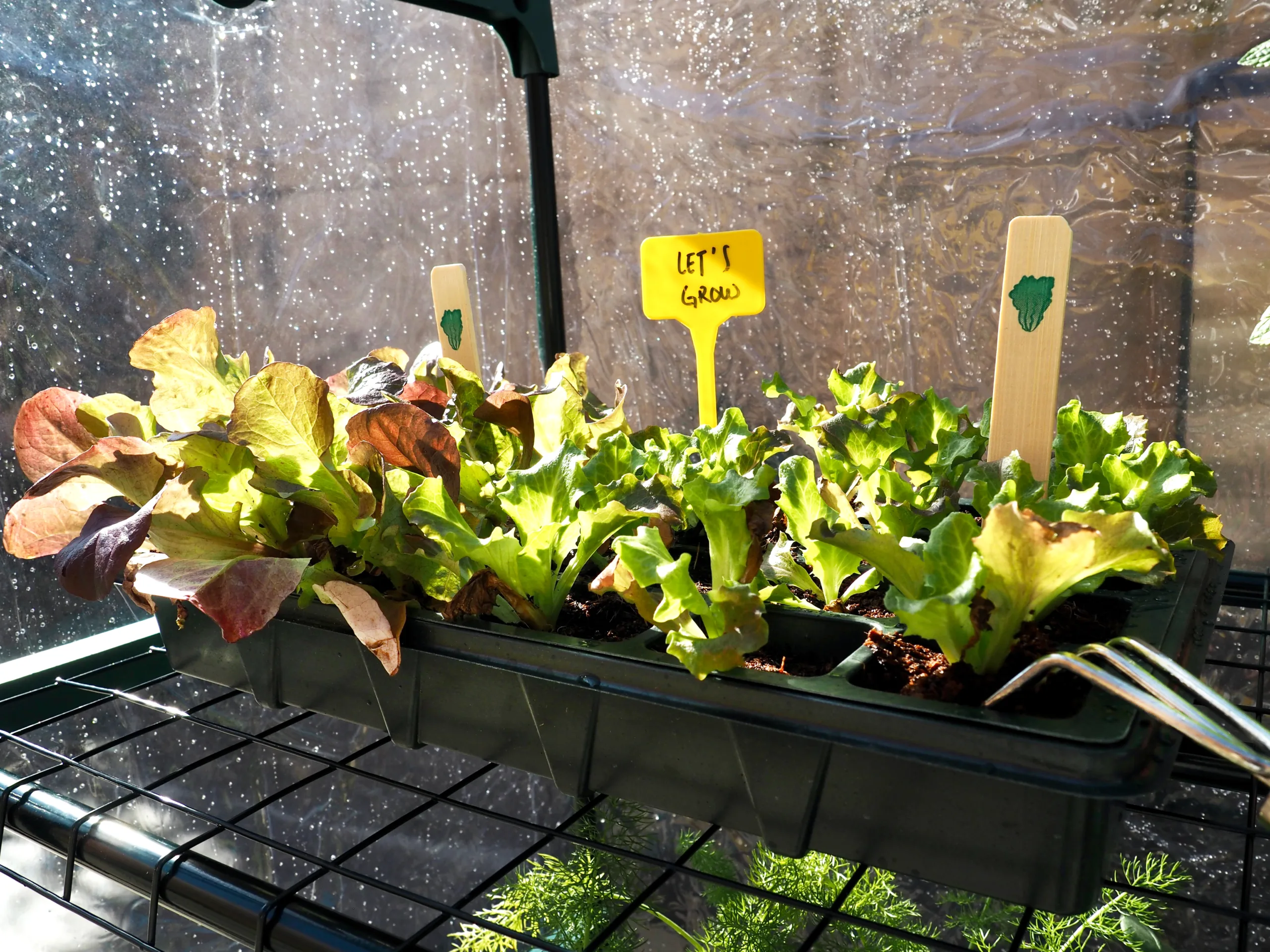 que plantar en febrero