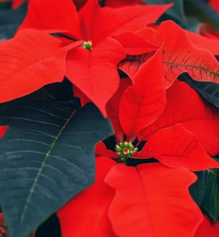 Cómo hacer que tu poinsettia sobreviva tras las Navidades