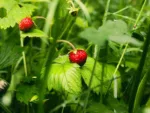 fresas del bosque