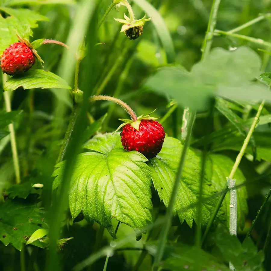 fresas del bosque