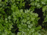 cilantro