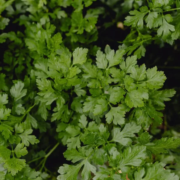 cilantro